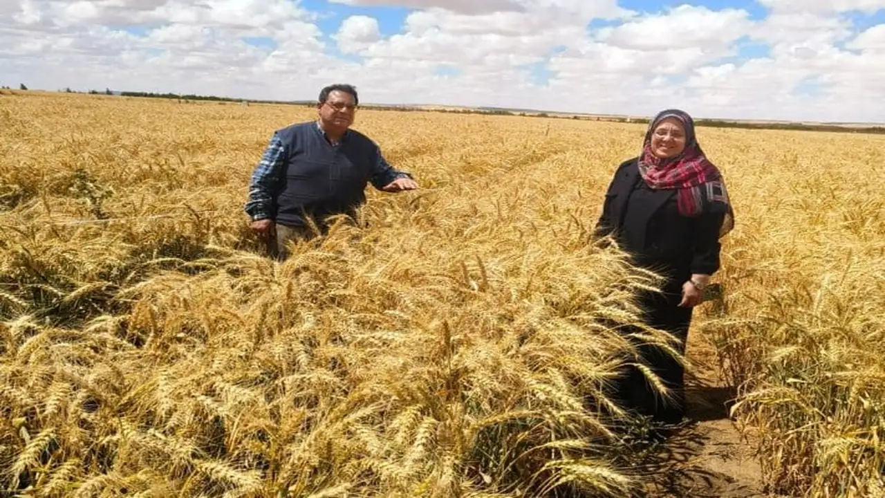 مصر تنجح في زراعة محاصيل استراتيجية داخل أراضٍ تعاني من ملوحة شديدة